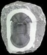 Large, Paralejurus Trilobite Fossil - Ofaten, Morocco #83350-1